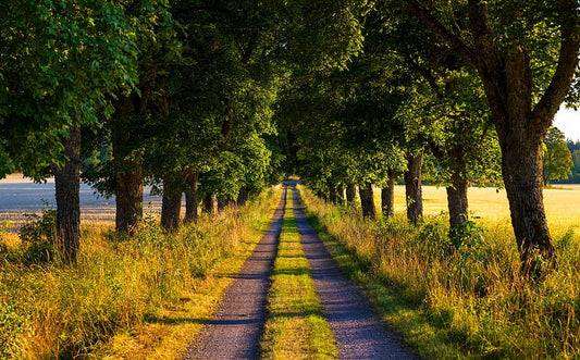 The Seasons of Life: Embracing Change, Healing, and Coming Home to Yourself
